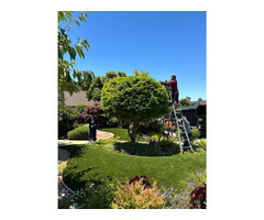 Professional Tree Services in Redwood City, CA! | free-classifieds-usa.com - 1