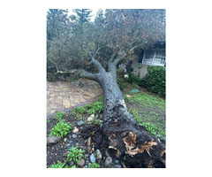 Professional Tree Services in Redwood City, CA! | free-classifieds-usa.com - 2