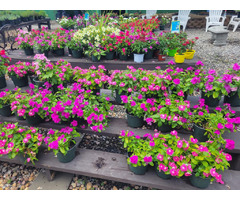 Get Full-Service Commercial Landscaping and More at Eggleston’s Garden Center | free-classifieds-usa.com - 1