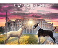 Bull Terrier  puppies for sale | free-classifieds-usa.com - 1