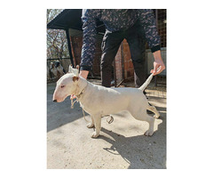 Bull Terrier  puppies for sale | free-classifieds-usa.com - 2