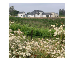 Luxurious Retreats Among Temecula's Vineyards - Domaine Chardonnay | free-classifieds-usa.com - 2