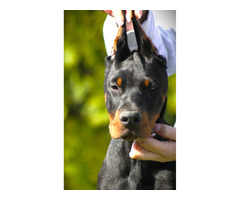 Doberman puppies for sale | free-classifieds-usa.com - 1