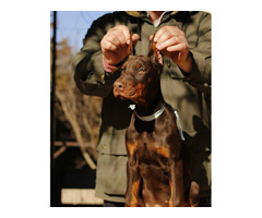 Doberman puppies for sale | free-classifieds-usa.com - 2