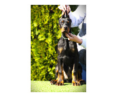 Doberman puppies for sale | free-classifieds-usa.com - 4