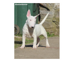 Mini Bull Terrier puppies | free-classifieds-usa.com - 2