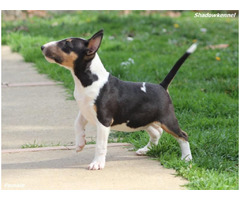 Mini Bull Terrier puppies | free-classifieds-usa.com - 3
