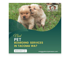 Need Pet Boarding Services in Tacoma WA? Shaggy Shack | free-classifieds-usa.com - 1