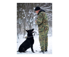 German Shepherd working dogs | free-classifieds-usa.com - 1