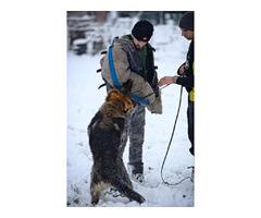 German Shepherd working dogs | free-classifieds-usa.com - 3