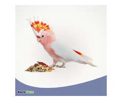 Volkman Seed Company Avian Science Super Hookbill Bird Treat 4 Lb | free-classifieds-usa.com - 4