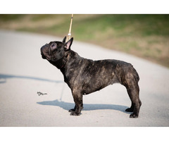 French Bulldog female for sale | free-classifieds-usa.com - 1