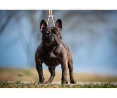 French Bulldog female for sale | free-classifieds-usa.com - 2