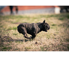 French Bulldog female for sale | free-classifieds-usa.com - 3