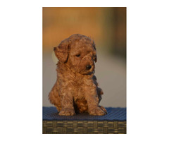 Toy Poodle puppies | free-classifieds-usa.com - 1