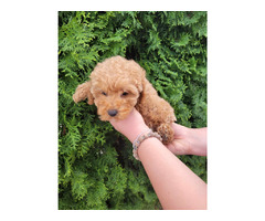 Toy Poodle puppies | free-classifieds-usa.com - 2