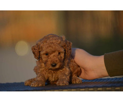 Toy Poodle puppies | free-classifieds-usa.com - 3