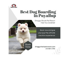 Best Dog Boarding in Puyallup? Shaggy Shack Pet Resort Has You Covered! | free-classifieds-usa.com - 1