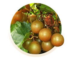 Discover Fruit Plants for Sale Online | free-classifieds-usa.com - 1