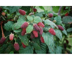 Discover Fruit Plants for Sale Online | free-classifieds-usa.com - 2
