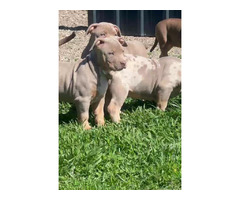 American bully puppies | free-classifieds-usa.com - 1