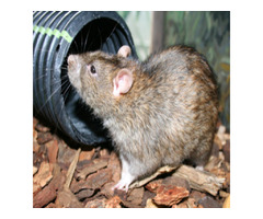 Rat Retreat: Expert Rat Eradication Service for a Critter-Free Residence! | free-classifieds-usa.com - 1