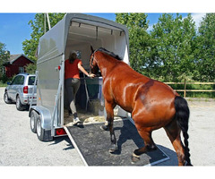 Specialized Equine Transportation: Solution For Your Beloved Horse | free-classifieds-usa.com - 1