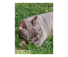 French bulldog puppies | free-classifieds-usa.com - 2