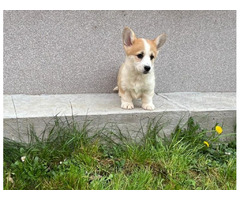 Welsh Corgi Pembroke puppies | free-classifieds-usa.com - 1