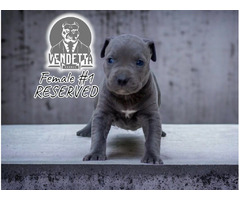 American Pit Bull Terrier puppies | free-classifieds-usa.com - 1