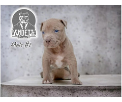 American Pit Bull Terrier puppies | free-classifieds-usa.com - 2