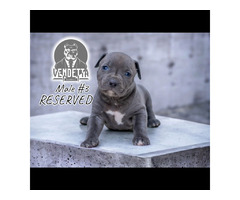 American Pit Bull Terrier puppies | free-classifieds-usa.com - 3