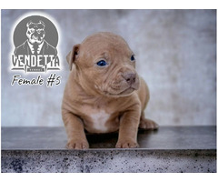 American Pit Bull Terrier puppies | free-classifieds-usa.com - 4