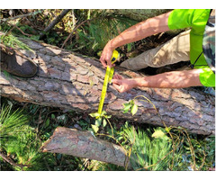 The Best Arborist Service Near Your Area | free-classifieds-usa.com - 2