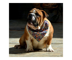 English Bulldog | free-classifieds-usa.com - 2