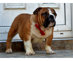 English Bulldog | free-classifieds-usa.com - 3