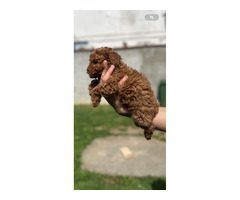 Miniature red poodle | free-classifieds-usa.com - 4