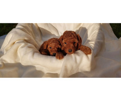 Toy Poodle puppies | free-classifieds-usa.com - 2