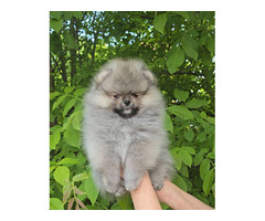 Pomeranian Spitz puppies | free-classifieds-usa.com - 1
