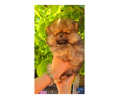 Pomeranian Spitz puppies | free-classifieds-usa.com - 3