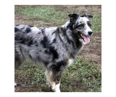 Australian Shepherd Puppy: Your New Best Friend from Rising Sun Farm | free-classifieds-usa.com - 1