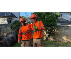 Expert Tree Trimming Services in San Angelo, Texas -The Tree Guys of West Texas | free-classifieds-usa.com - 1