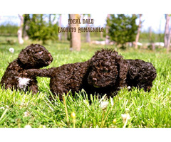 Lagotto Romagnolo puppies | free-classifieds-usa.com - 1