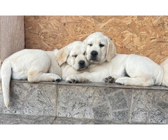 Labrador Retriever  puppies | free-classifieds-usa.com - 4
