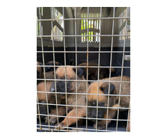 Belgian Shepherd puppies | free-classifieds-usa.com - 2