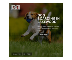 Dog Boarding in Lakewood at Shaggy Shack | free-classifieds-usa.com - 1