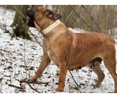 South African Mastiff - Boerboel puppies | free-classifieds-usa.com - 3