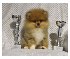 Pomeranians Boo puppies | free-classifieds-usa.com - 1