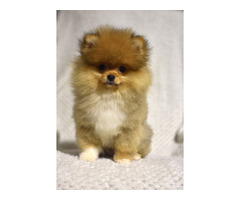 Pomeranians Boo puppies | free-classifieds-usa.com - 2