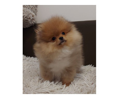 Pomeranians Boo puppies | free-classifieds-usa.com - 3